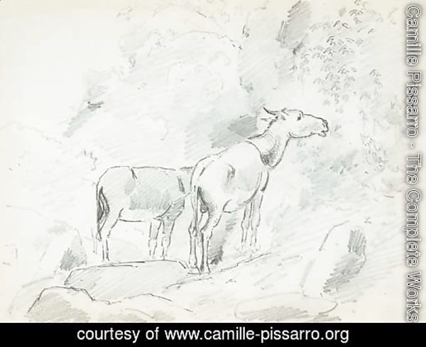 Two donkeys grazing in the mountains