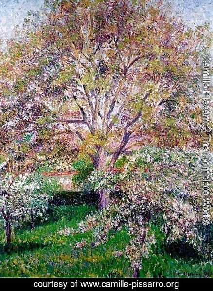 Camille Pissarro - Walnut and Apple Trees in Bloom, Eragny