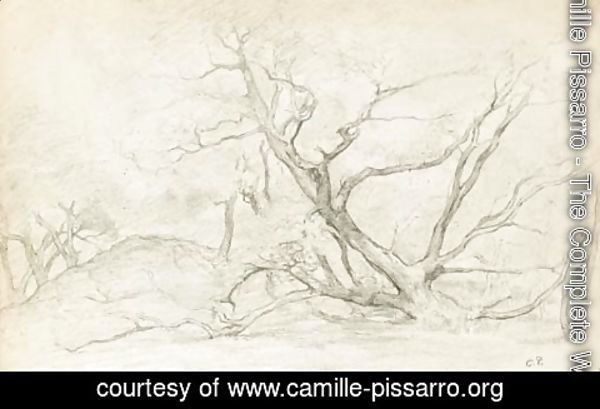 Camille Pissarro - Les arbres