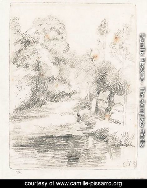 View Of Trees And Brook