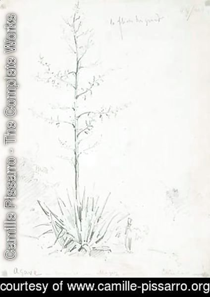 Camille Pissarro - An agave tree in Caracas